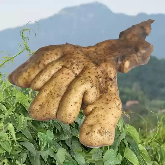地标产品   武穴佛手山药